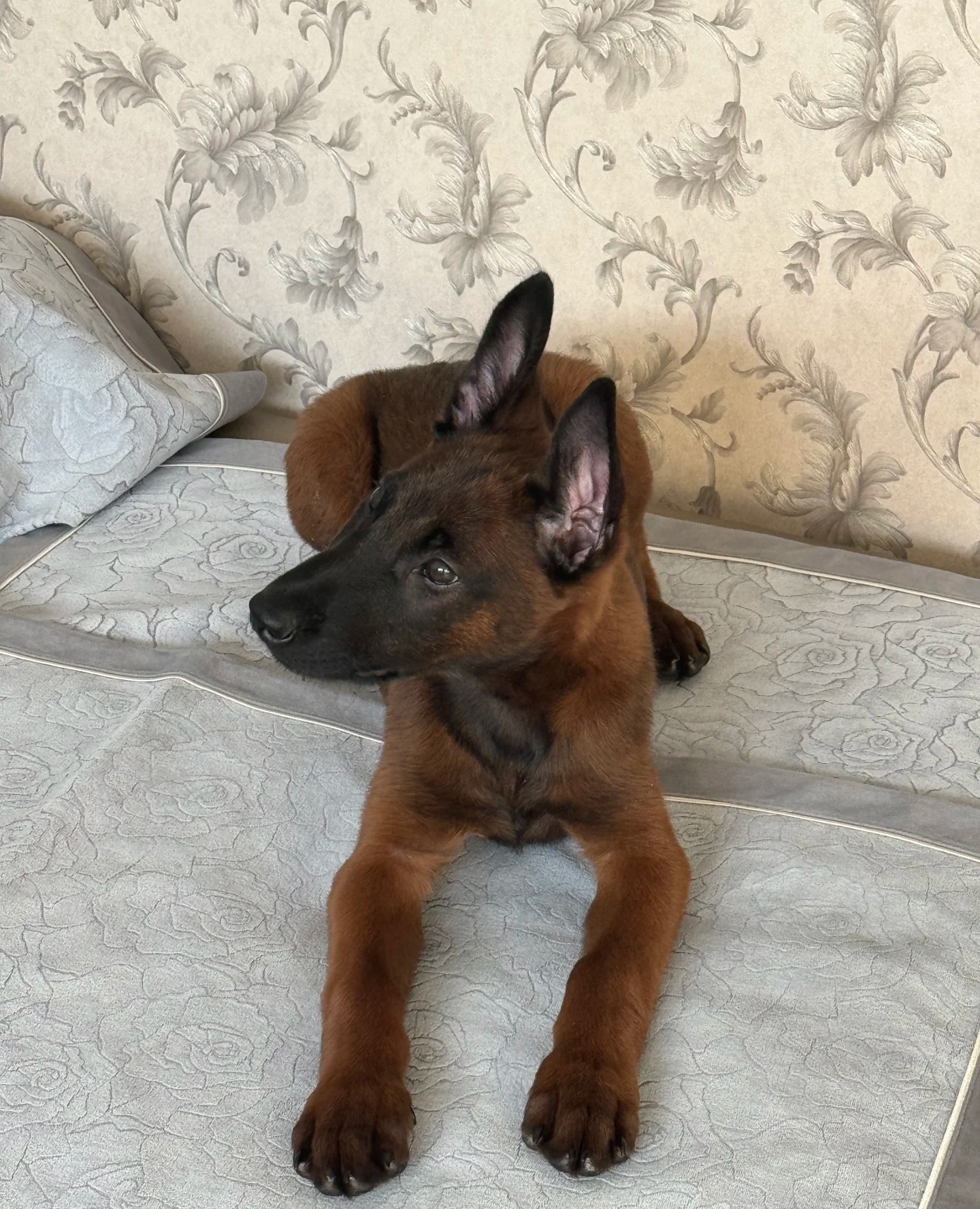 爆红小马犬三个月